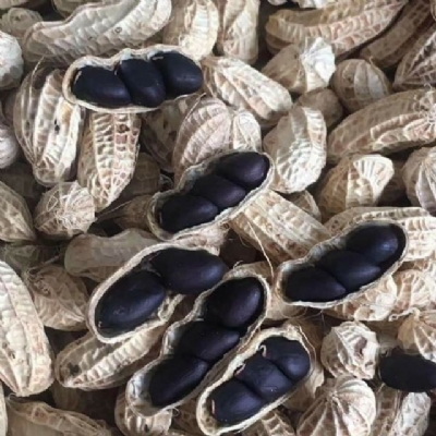 Giống Lạc Đen